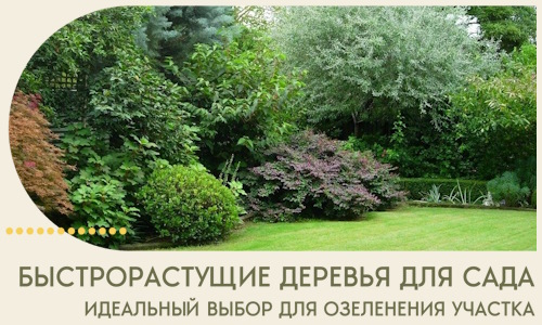 Быстрорастущие деревья для сада идеальный выбор в Петергофе