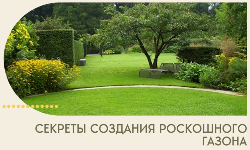 Секреты создания роскошного газона в Петергофе