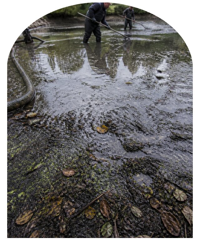 Очистка пруда в Петергофе от ила мусора и водорослей с вывозом